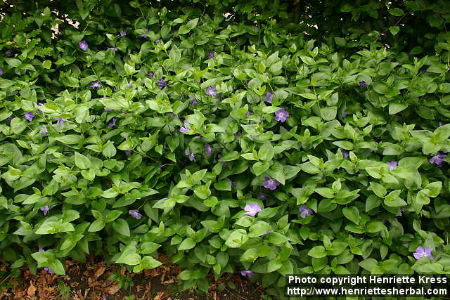 پروانش کبیر